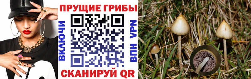 Купить закладки  Горбатов  Псилоцибиновые грибы MAGIC MUSHROOMS 